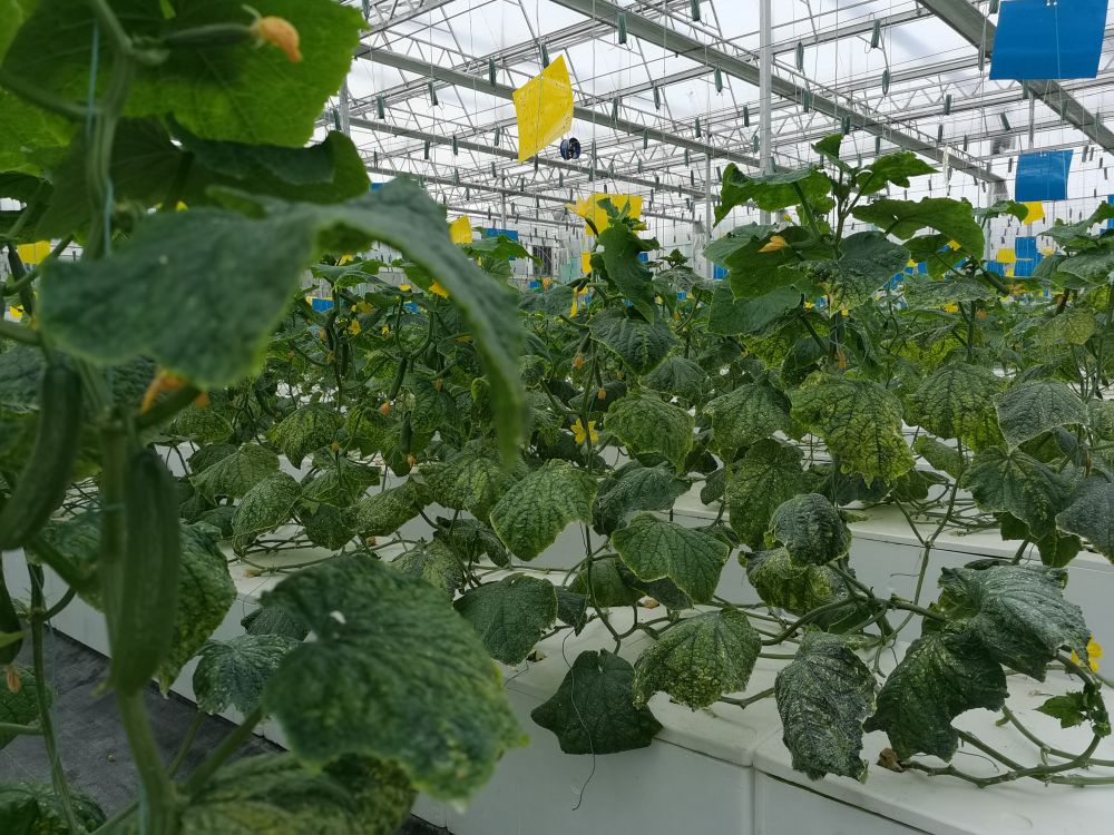 2024欧洲杯买球光电植物生长灯事业部的产品用于植物农场蔬菜莳植